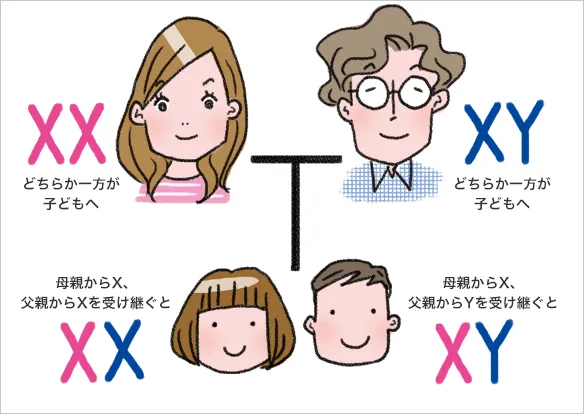 説明イラスト:遺伝のしくみ