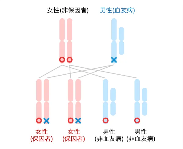 説明イラスト:父親が血友病、母親が非保因者の場合