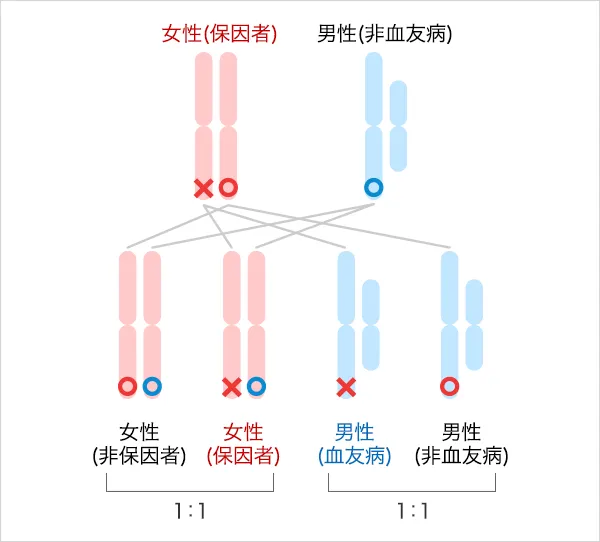 説明イラスト:父親が非血友病、母親が保因者の場合