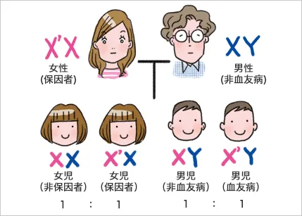 説明イラスト:血友病保因者の遺伝