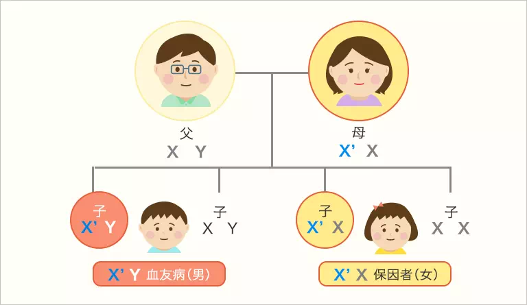 図：血友病保因者が母親の場合