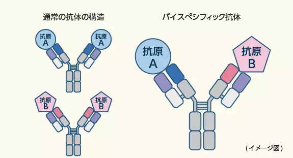 イメージ図:通常の抗体の構造/バイスペシフィック抗体