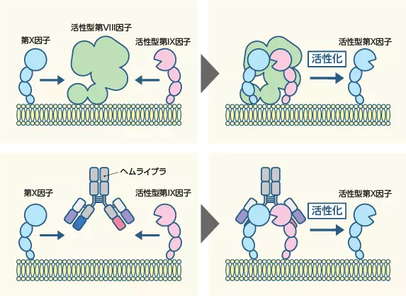 イメージ図:第VIII因子の働きとヘムライブラが作用するしくみ