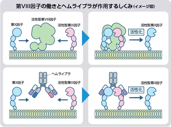 イメージ図:第VIII因子の働きとヘムライブラが作用するしくみ