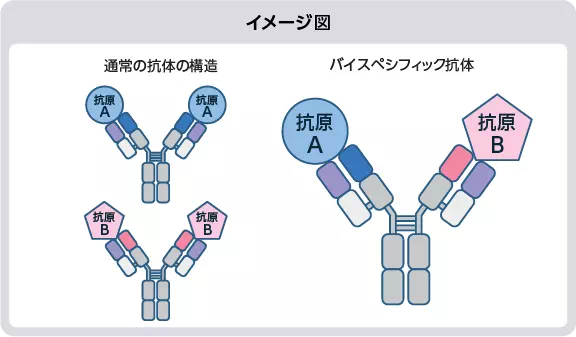 イメージ図:通常の抗体の構造/バイスペシフィック抗体
