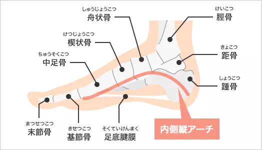 図：足の構造