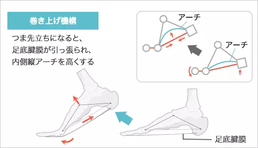 図：ウィンドラス・メカニズム