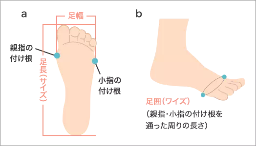 図：足長（サイズ）・足囲（ワイズ）・足幅