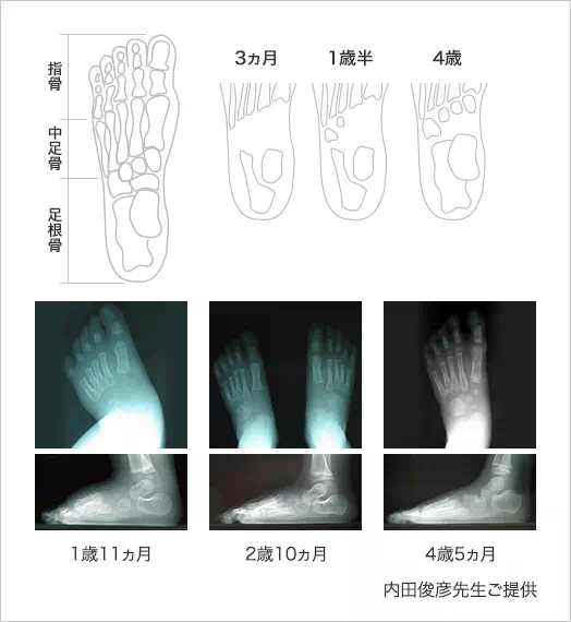 図：足根骨の成長